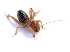 Potato Bug